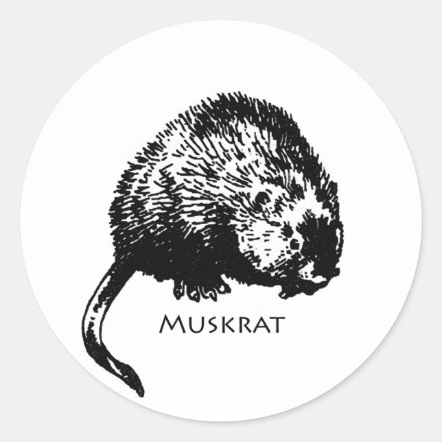Pegatina Redonda Muskrat (ilustracion) (Anverso)