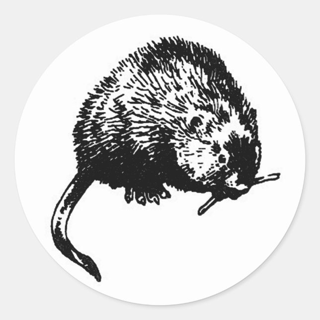 Pegatina Redonda Muskrat (ilustracion) (Anverso)