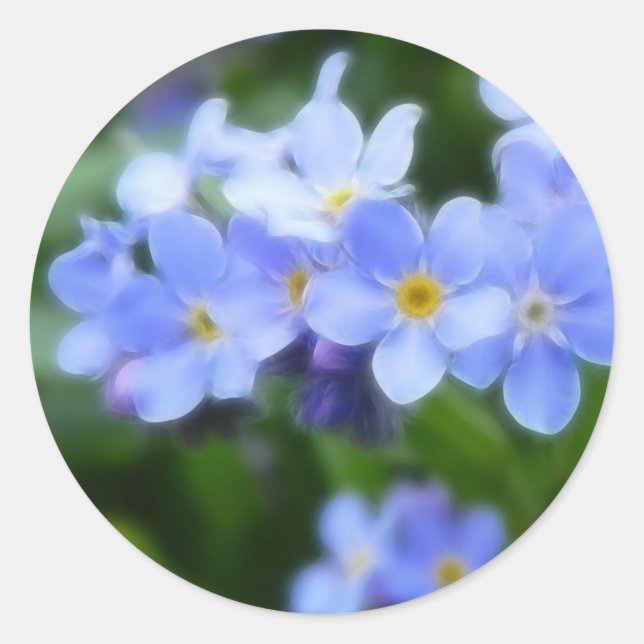 Pegatina Redonda Myosotis sylvatica - Olvídate de mí no (Anverso)