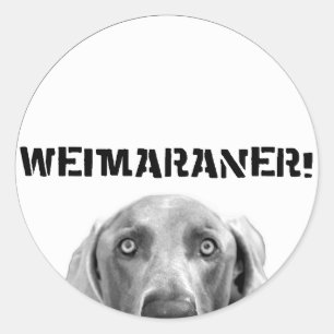 Pegatina Redonda Nación de Weimaraner: Weimaraner en una caja
