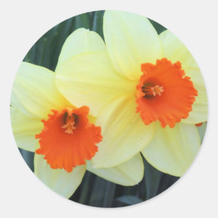 Pegatina Redonda Naranja Amarillo