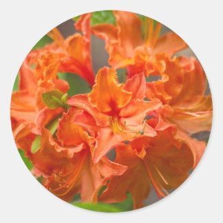 Pegatina Redonda Naranja Azalea Flowers