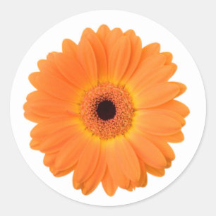 Pegatina Redonda Naranja brillante Gerbera Daisy Flower