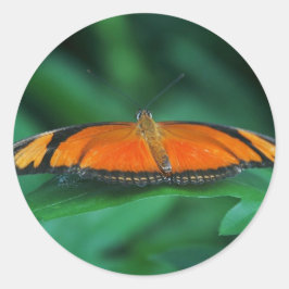 Pegatina Redonda Naranja brillante y mariposa negra en hoja