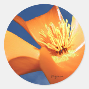 Pegatina Redonda Naranja California Poppy Wedkers