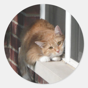 Pegatina Redonda Naranja Cat