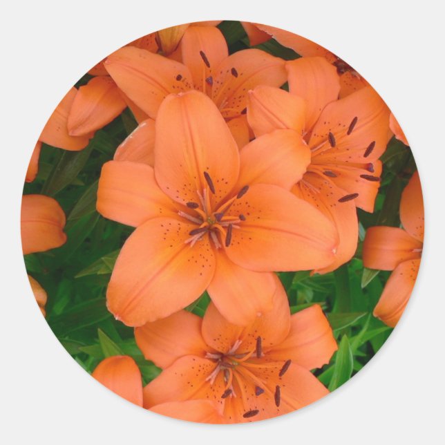 Pegatina Redonda Naranja daylilies (Anverso)
