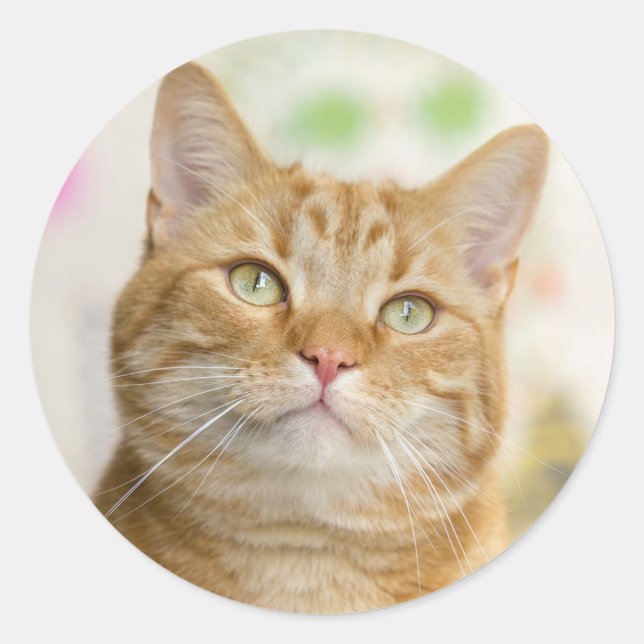 Pegatina Redonda Naranja dulce Tabby Cat (Anverso)