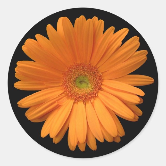 Pegatina Redonda Naranja Gerber Daisy (Anverso)