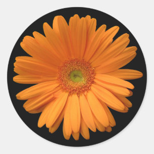 Pegatina Redonda Naranja Gerber Daisy