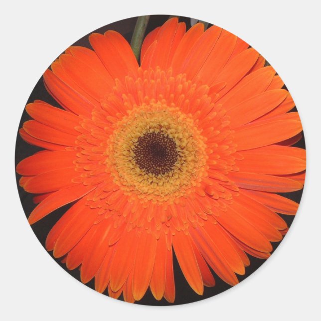 Pegatina Redonda Naranja Gerber Daisy (Anverso)