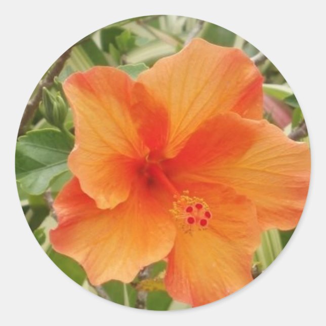 Pegatina Redonda naranja hawaii hibiscus (Anverso)