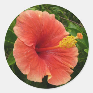 Pegatina Redonda Naranja Hibiscus Flower Tropical Floral