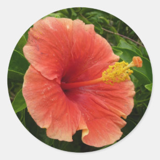 Pegatina Redonda Naranja Hibiscus Flower Tropical Floral