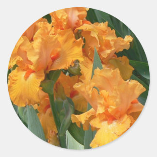 Pegatina Redonda Naranja Irises