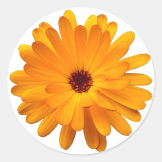Pegatina Redonda Naranja Marigold