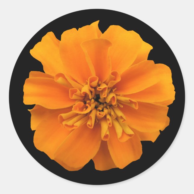Pegatina Redonda Naranja Marigold Flor en negro (Anverso)