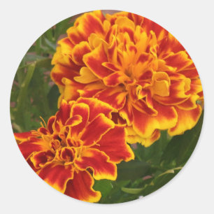 Pegatina Redonda Naranja Marigolds Golpeando foto en el jardín