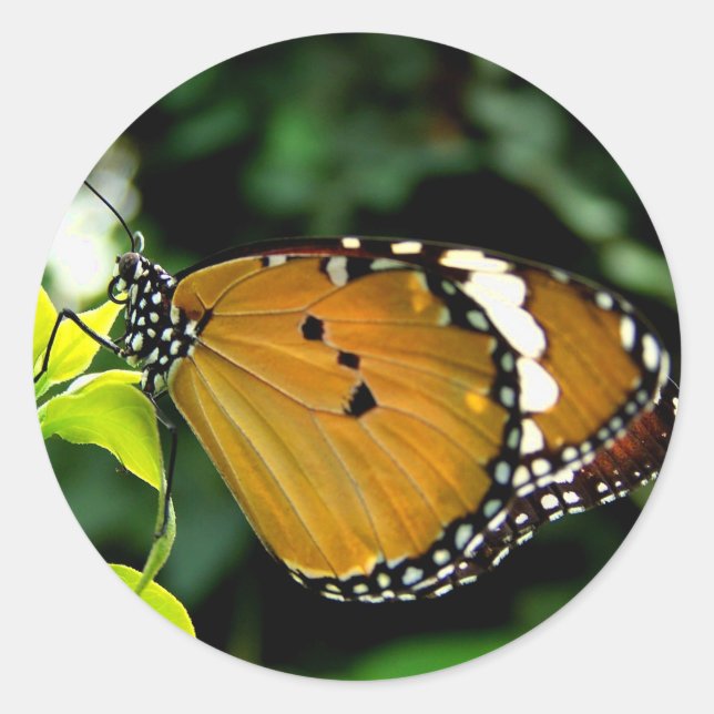 Pegatina Redonda Naranja, mariposa negra y blanca en hojas (Anverso)