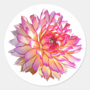 Pegatina Redonda Naranja Pale Ombre Gigante rosa Flor Dahlia
