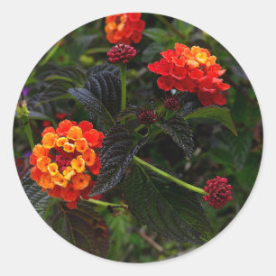 Pegatina Redonda Naranja Red Trailing Lantana #1 Pegatinas