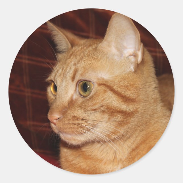Pegatina Redonda Naranja Tabby Cat Face Profile (Anverso)