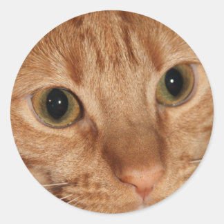 Pegatina Redonda Naranja Tabby Cat Perfil Face Cerrar
