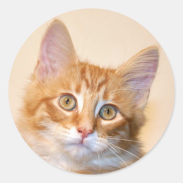 Pegatina Redonda Naranja tabby kitten (Anverso)