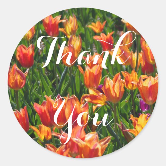 Pegatina Redonda Naranja Tulips (Anverso)