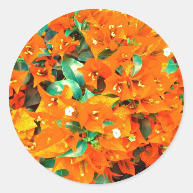 Pegatina Redonda Naranja vibrante Bougainvillea Flores (Anverso)