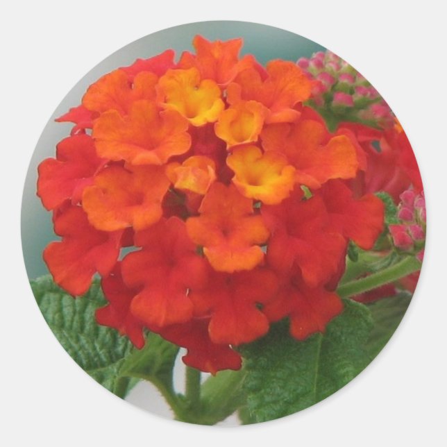 Pegatina Redonda Naranja y Red Lantana (Anverso)