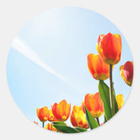 Naranja y tulipanes rojos desde abajo