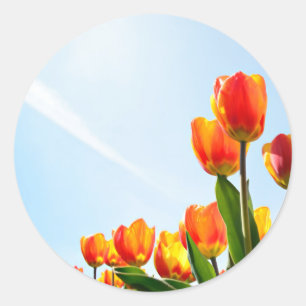 Pegatina Redonda Naranja y tulipanes rojos desde abajo