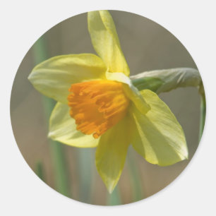 Pegatina Redonda Narciso