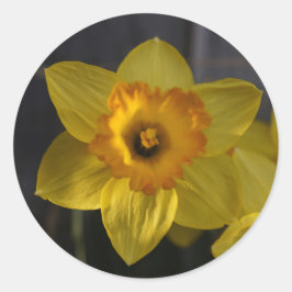 Pegatina Redonda Narciso Amarillo