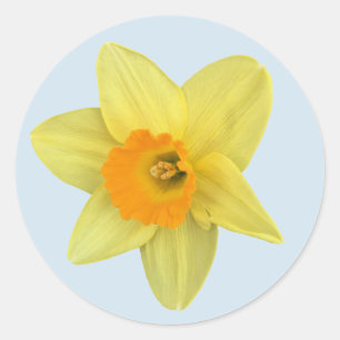 Pegatina Redonda Narciso amarillo de la primavera