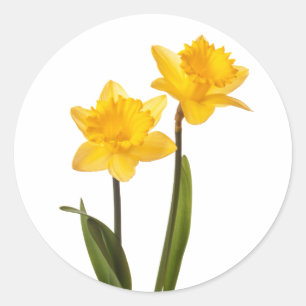 Pegatina Redonda Narcisos amarillos de la primavera en blanco