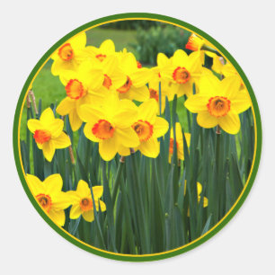 Pegatina Redonda Narcisos amarillos imponentes para el cumpleaños