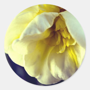 Pegatina Redonda Narcissus Daffodil