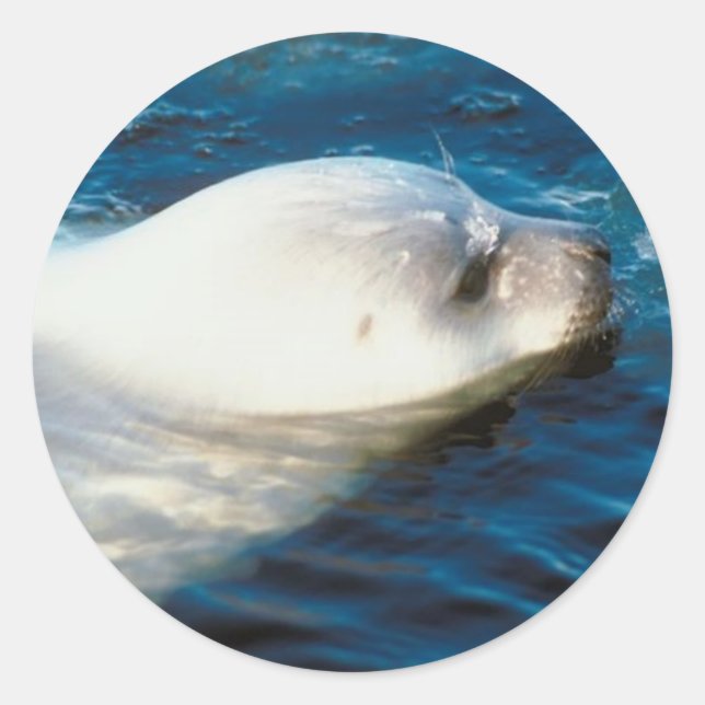 Pegatina Redonda Natación de focas (Anverso)
