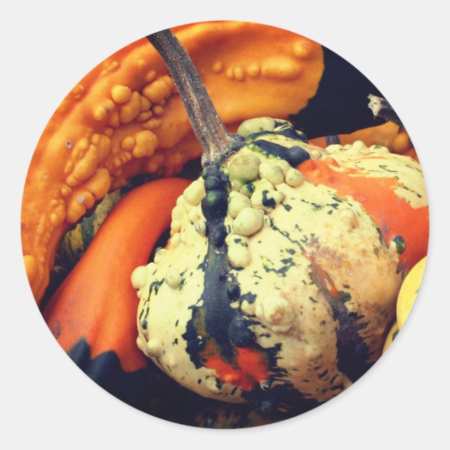 Pegatina Redonda Naturaleza de Fancy Gourds (Anverso)