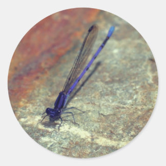 Pegatina Redonda Naturaleza de la libélula morada de Damselfly