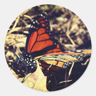 Pegatina Redonda Naturaleza de la mariposa monarca