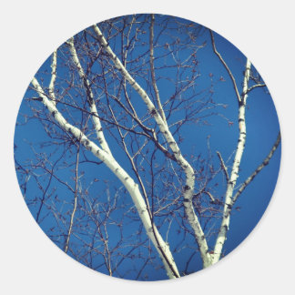 Pegatina Redonda Naturaleza del cielo azul del árbol de aves blanca