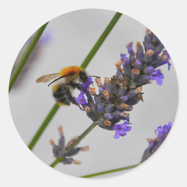 Pegatina Redonda Naturas trabajadores maravillosos (Anverso)