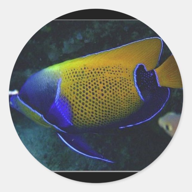 Pegatina Redonda Navarchus (Anverso)