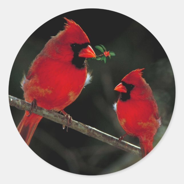 Pegatina Redonda Navidad de dos cardenales (Anverso)
