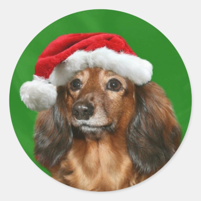 Pegatina Redonda Navidad del Dachshund (Anverso)