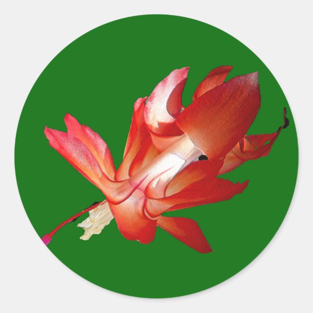 Pegatina Redonda Navidades Cactus Merry Christmas Series (Anverso)