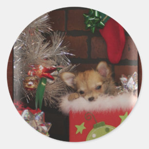 Pegatina Redonda Navidades Cuelgan Cachorro Chihuahua En Caja